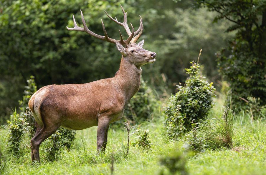 Iberian Red deer