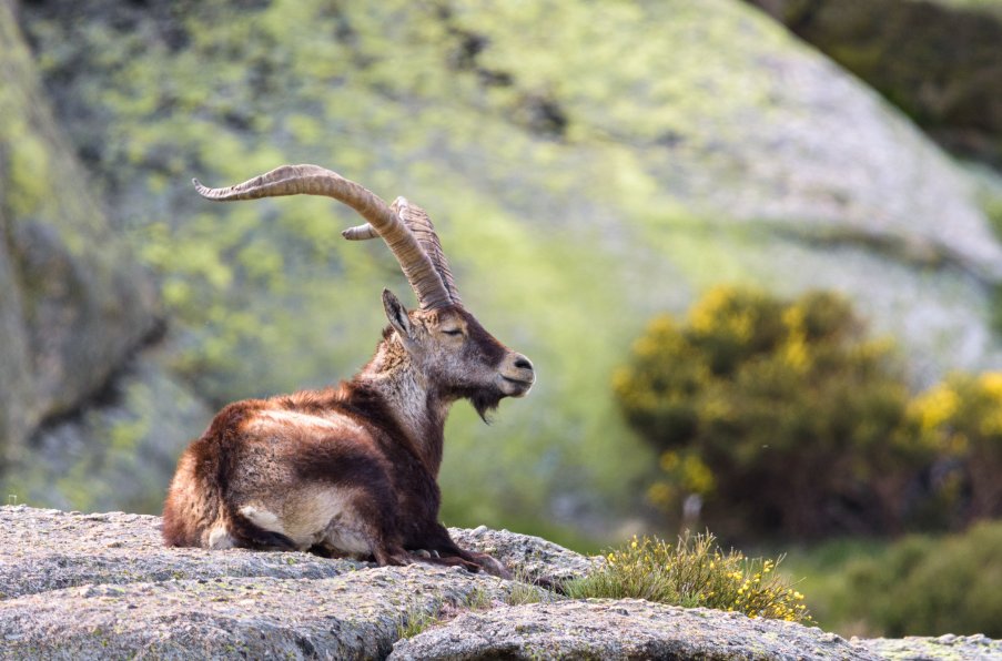 Ibex hunting