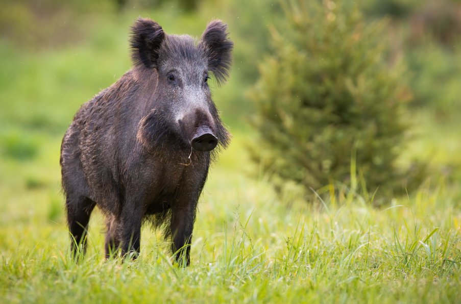 Wild Boar