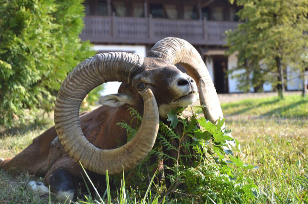 bulgaria