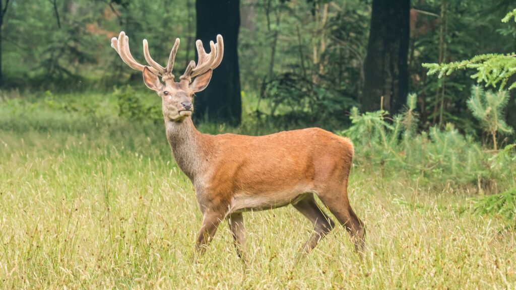 Red Deer