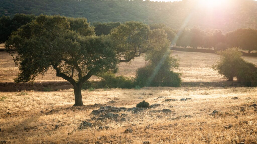 Traditional Spanish dehesa at sunset, typical landscape for montería hunting