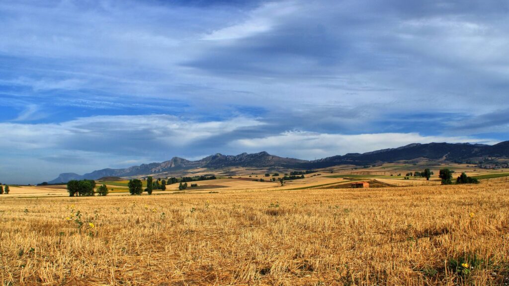 Expansive hunting landscape in Castilla-La Mancha with golden fields and rolling hills