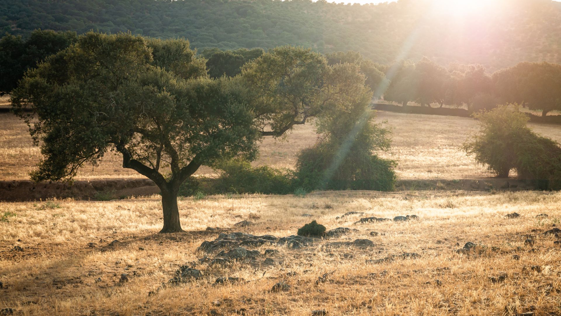 Holm oak in golden light across a dehesa field in Spain, classic setting for traditional hunting experiences