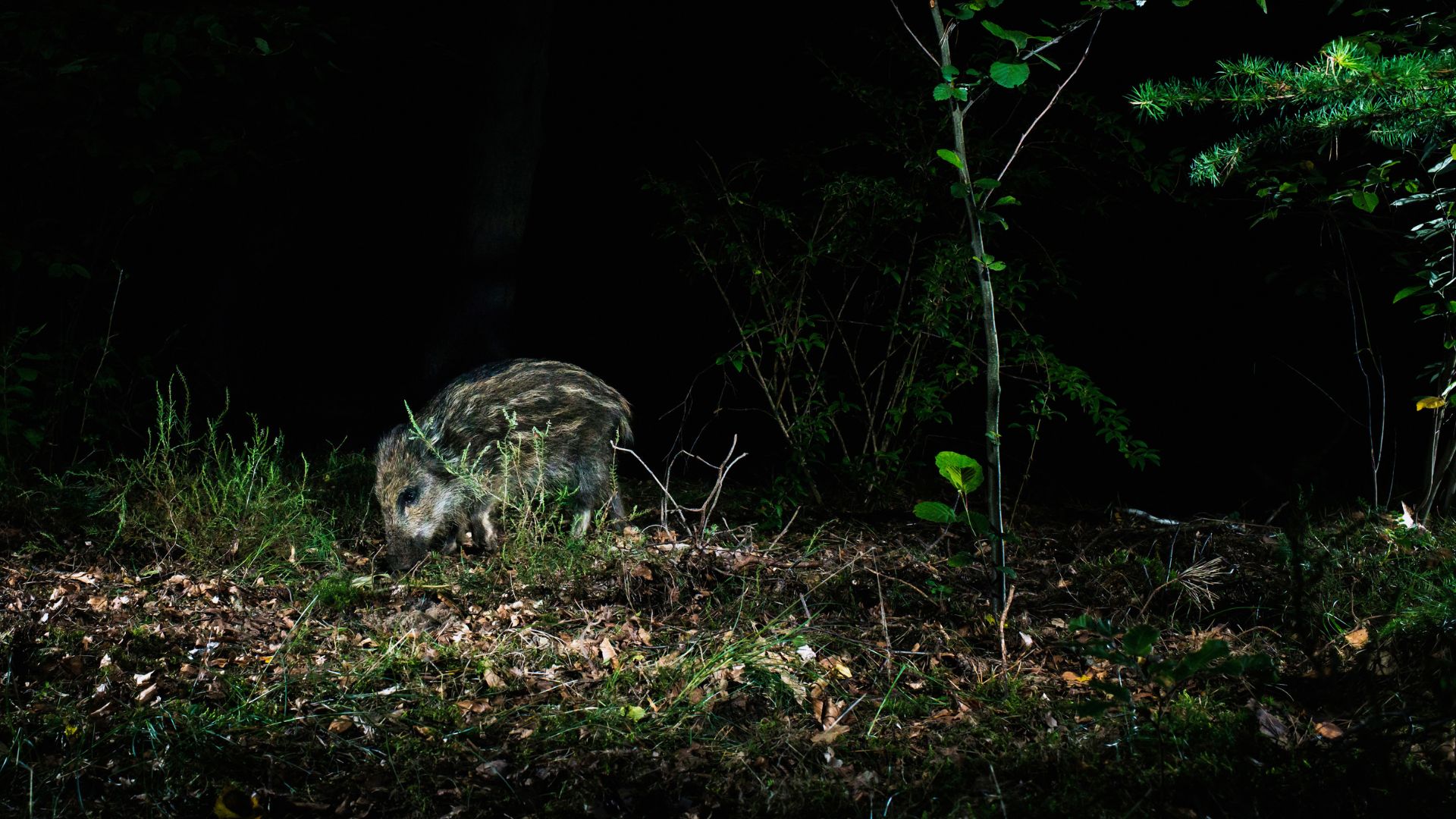 Wild boar in a Spanish forest at night during a hunt