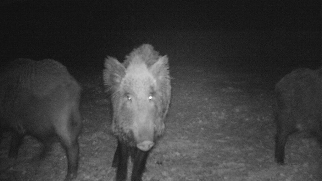 Wild boar captured by night vision camera during a hunt in Spain