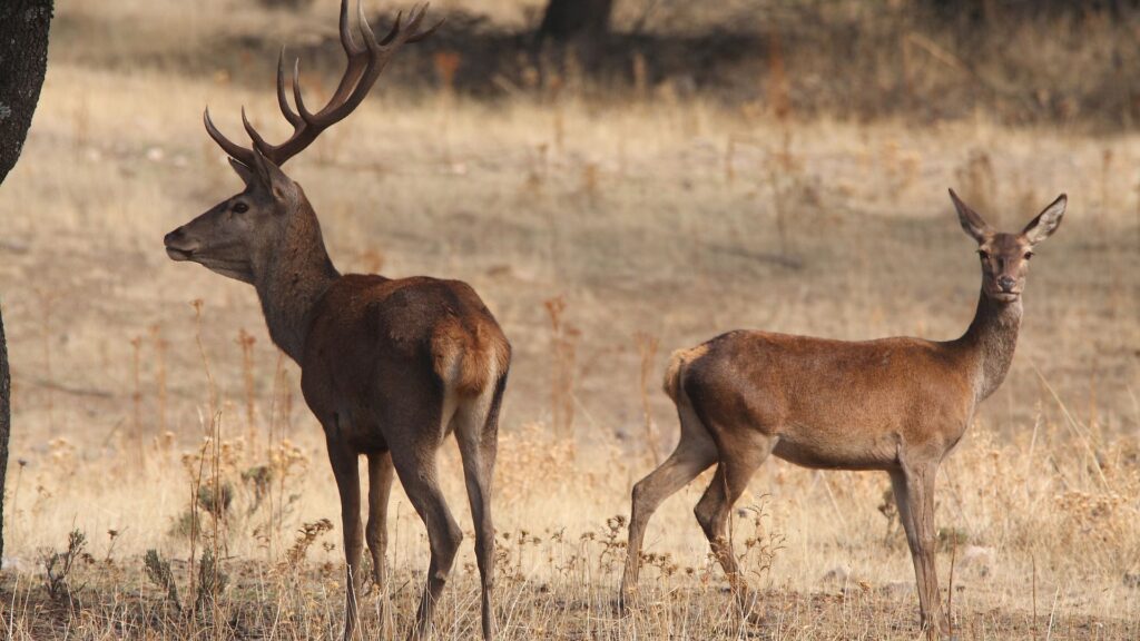 Red deer and hind in Spanish hunting territory