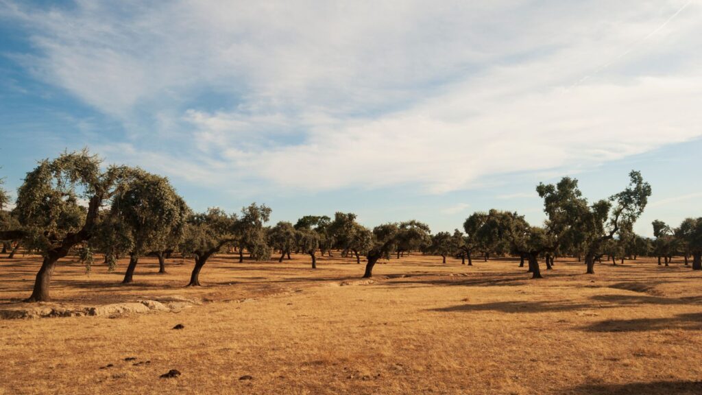 Typical dehesa landscape for hunting in Spain