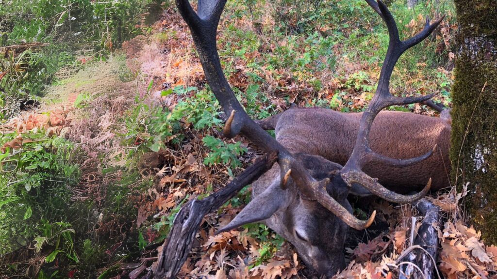 Red deer stag standing among oak leaves during a Monteria Portuguesa