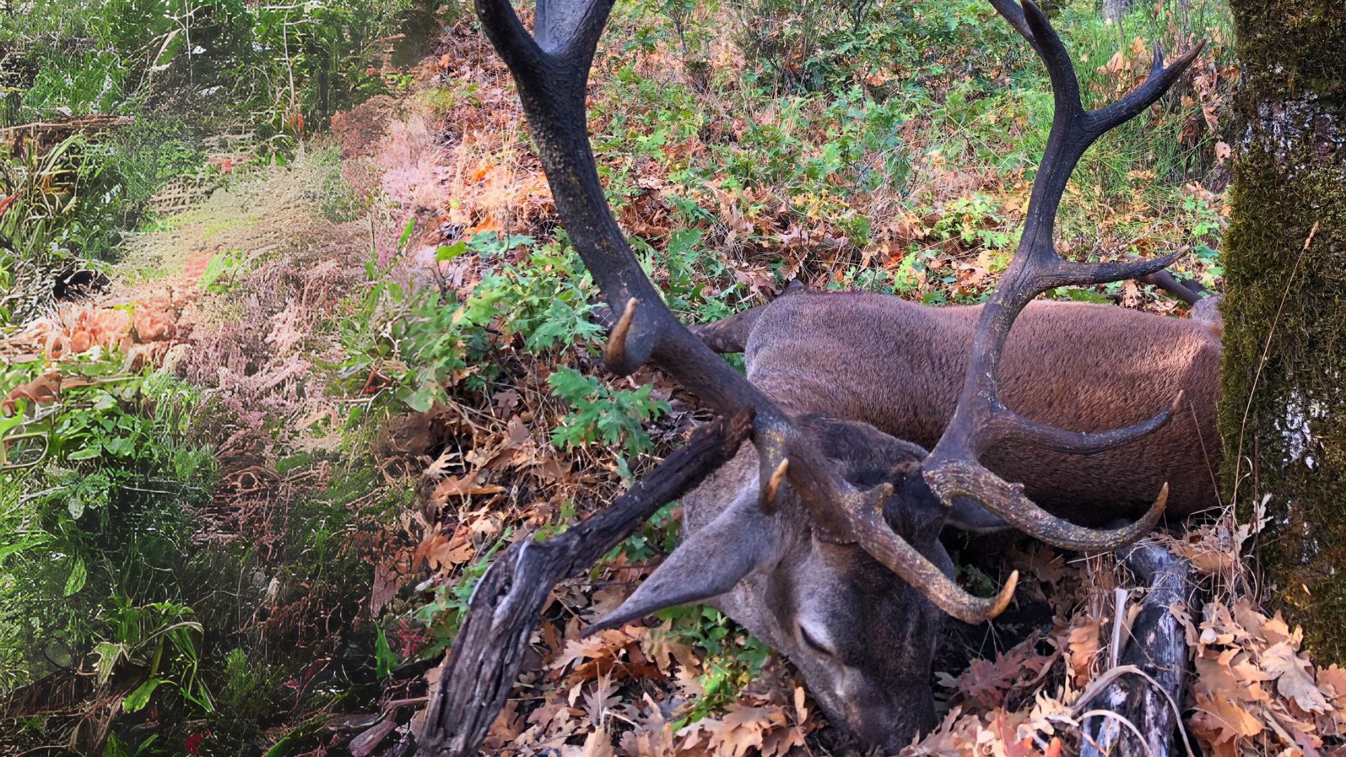 Red deer stag standing among oak leaves during a Monteria Portuguesa