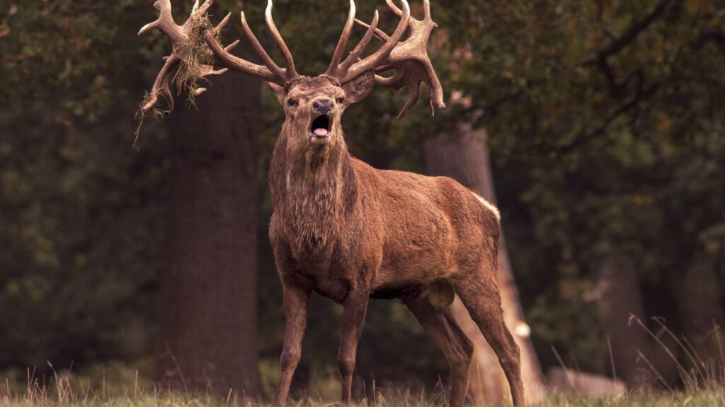 Red deer stag calling in a cork oak forest during a Monteria Portuguesa