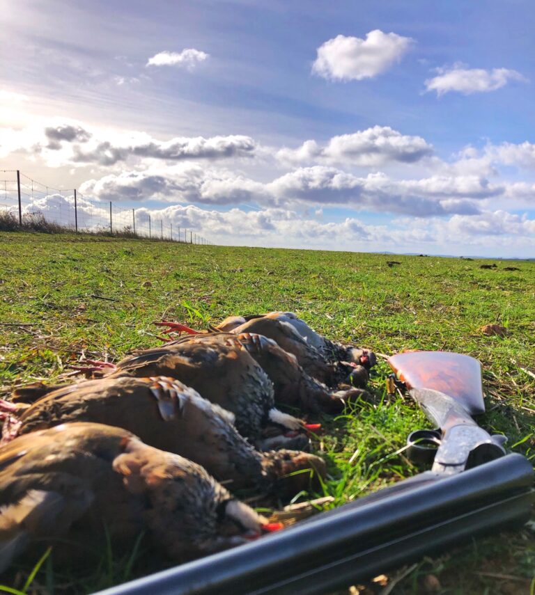 Row of harvested red partridges lined up next to a shotgun in a Portuguese field at dawn