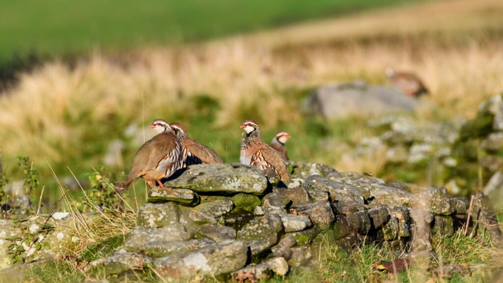 Group of red partridges standing on a stone wall in a Portuguese hunting field