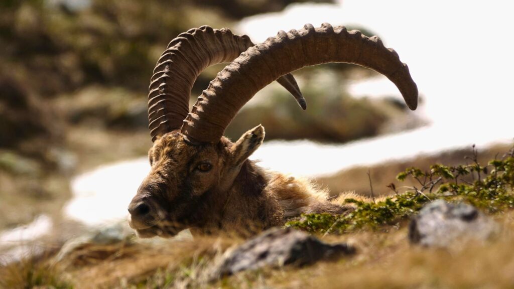 Game Species in Spain