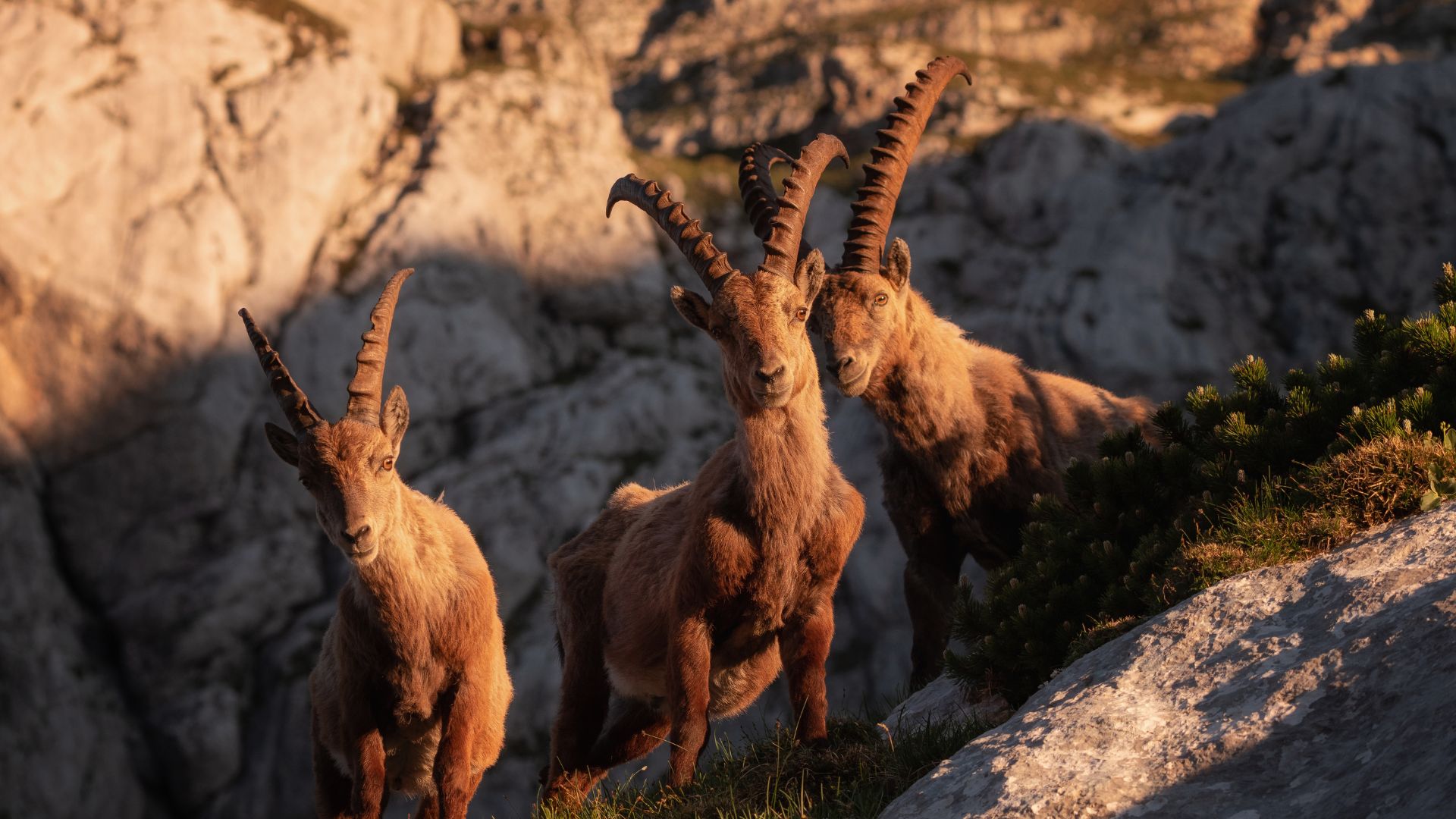 Game Species in Spain
