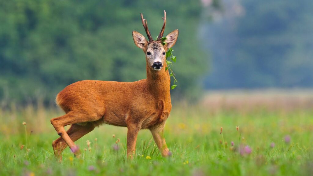 Spanish Roe Deer