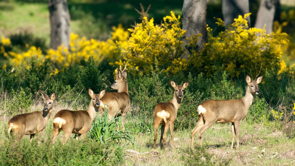 Spanish Roe Deer