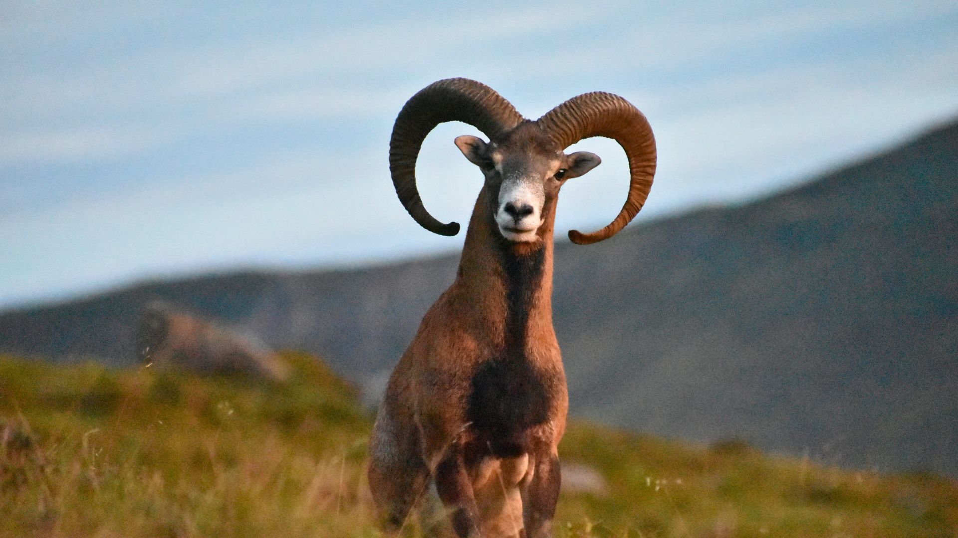 Hunting seasons in Portugal - Venare